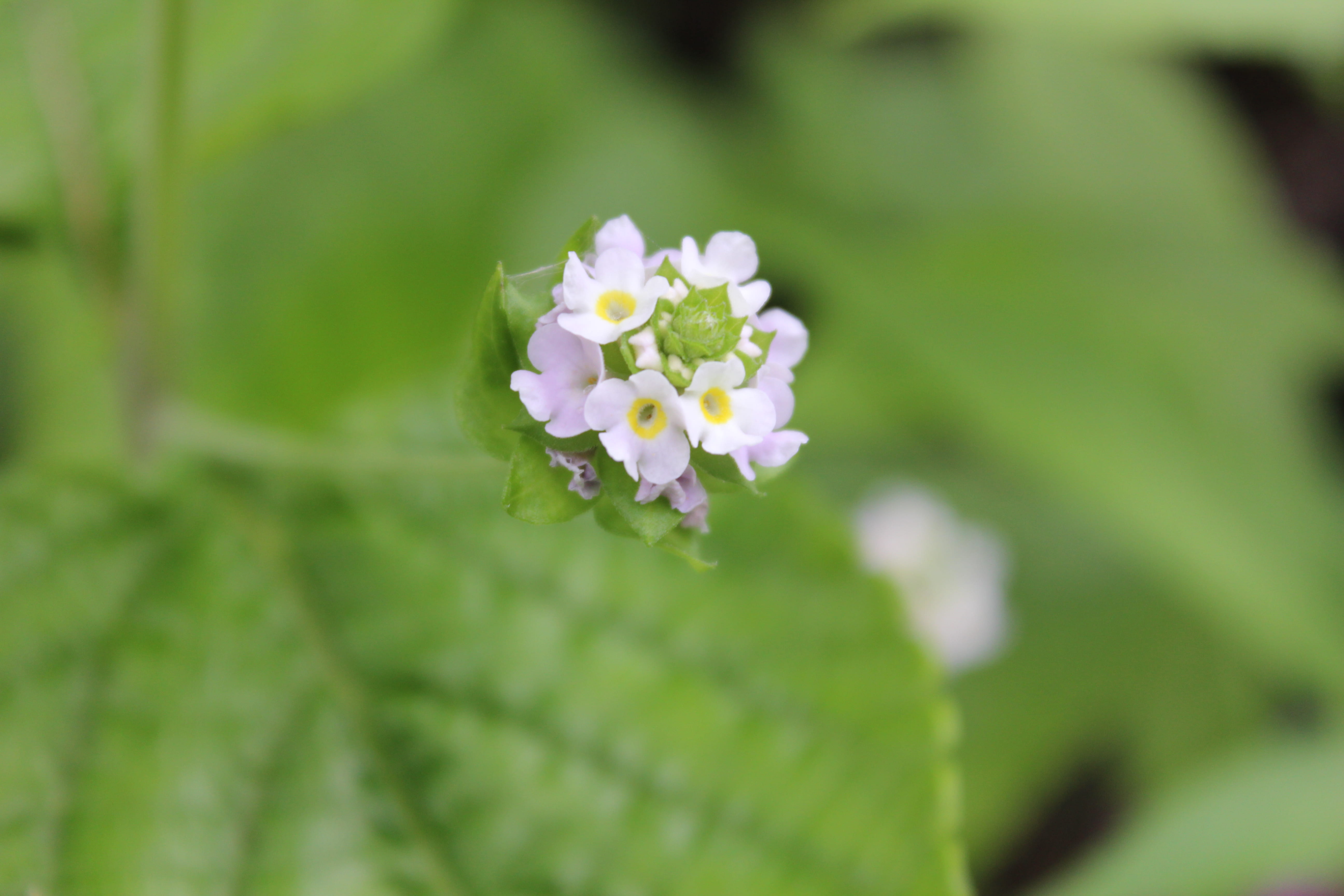 Plant Image